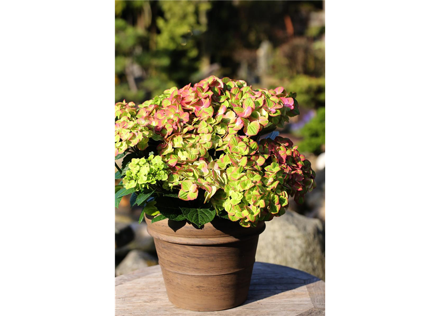 Hydrangea macrophylla 'Magical Greenfire'®