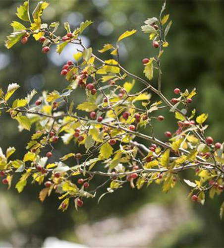 Crataegus monogyna