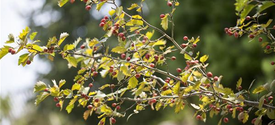 Crataegus monogyna