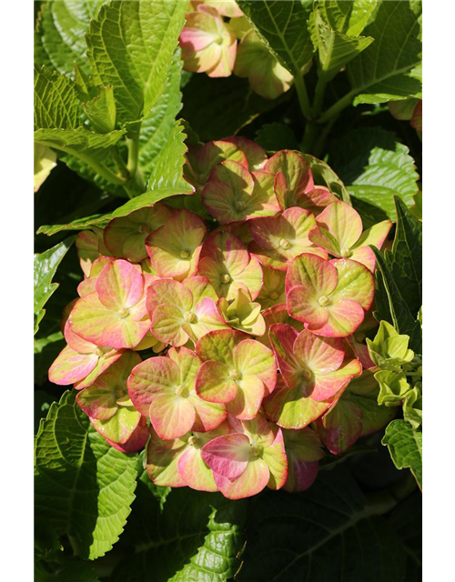 Hydrangea macrophylla 'Magical Greenfire'®