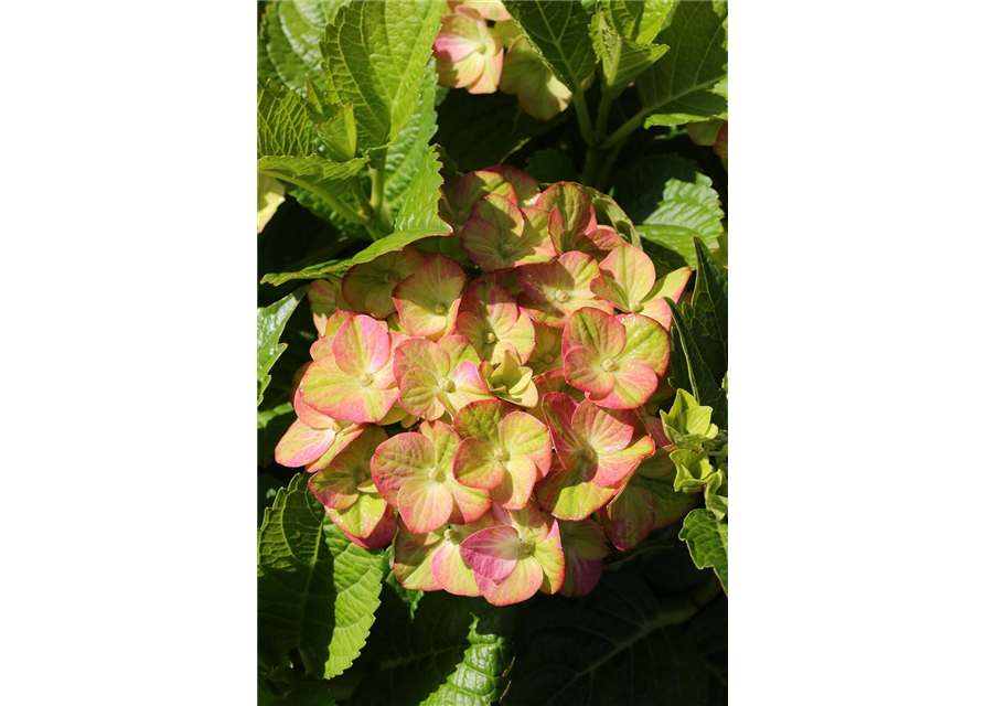 Hydrangea macrophylla 'Magical Greenfire'®