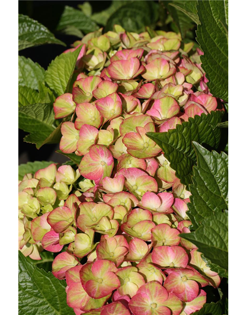 Hydrangea macrophylla 'Magical Greenfire'®