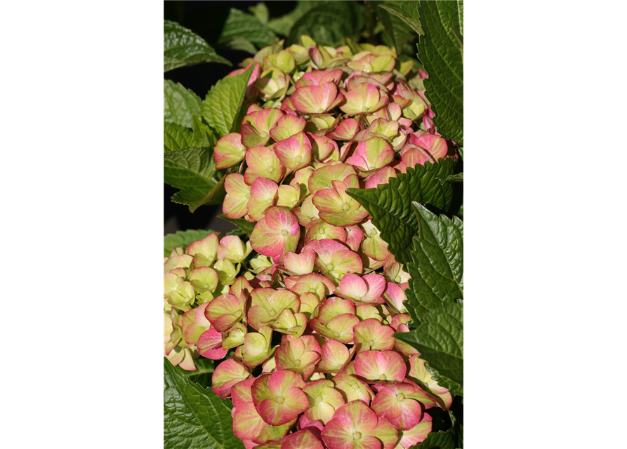 Hydrangea macrophylla 'Magical Greenfire'®