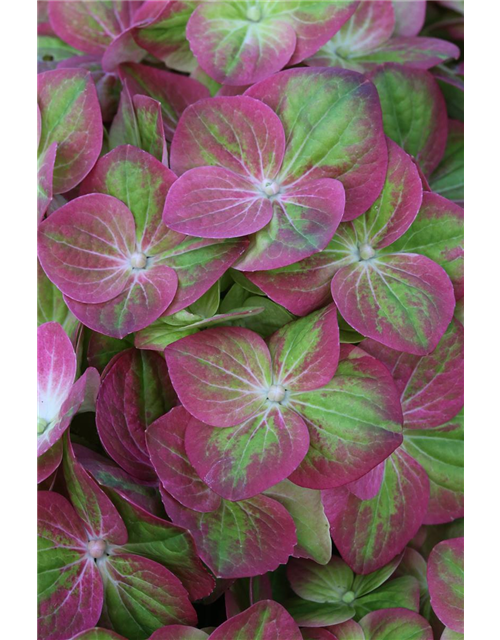 Hydrangea macrophylla 'Magical Greenfire'®