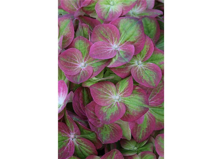 Hydrangea macrophylla 'Magical Greenfire'®