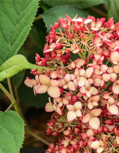 Hydrangea arborescens 'Ruby Annabelle'®