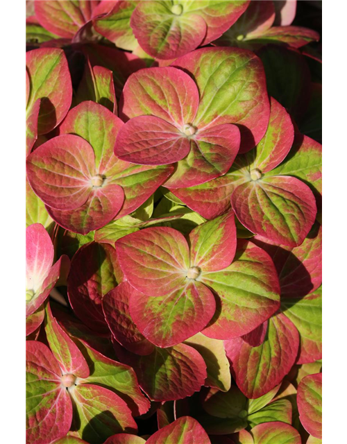 Hydrangea macrophylla 'Magical Greenfire'®