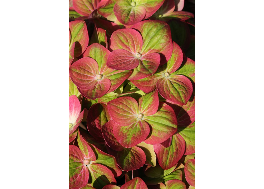 Hydrangea macrophylla 'Magical Greenfire'®