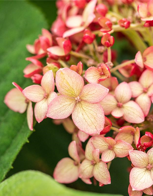 Hydrangea arborescens 'Ruby Annabelle'®