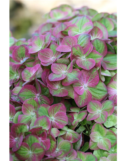 Hydrangea macrophylla 'Magical Greenfire'®