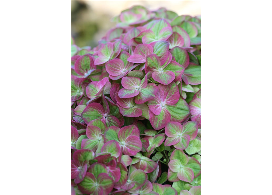 Hydrangea macrophylla 'Magical Greenfire'®