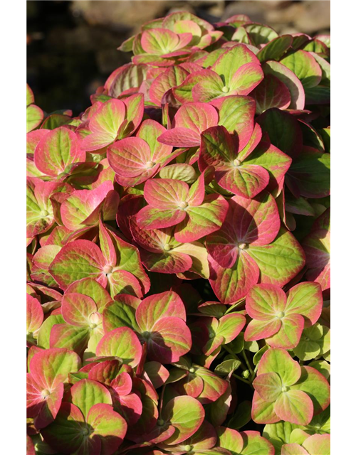 Hydrangea macrophylla 'Magical Greenfire'®