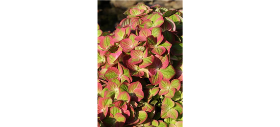 Hydrangea macrophylla 'Magical Greenfire'®