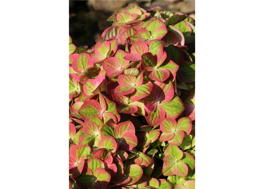 Hydrangea macrophylla 'Magical Greenfire'®