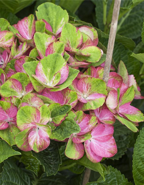 Hydrangea macrophylla 'Magical Greenfire'®