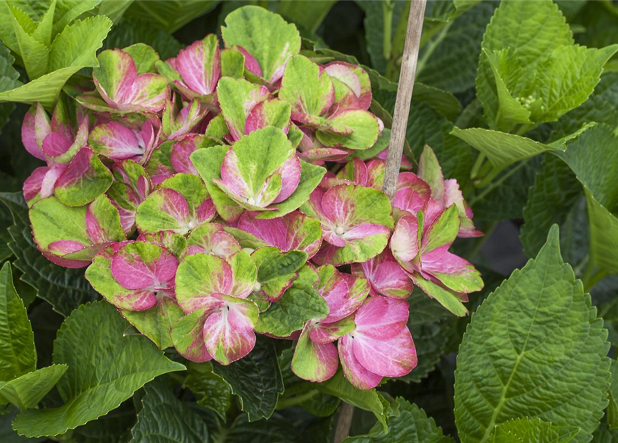 Hydrangea macrophylla 'Magical Greenfire'®