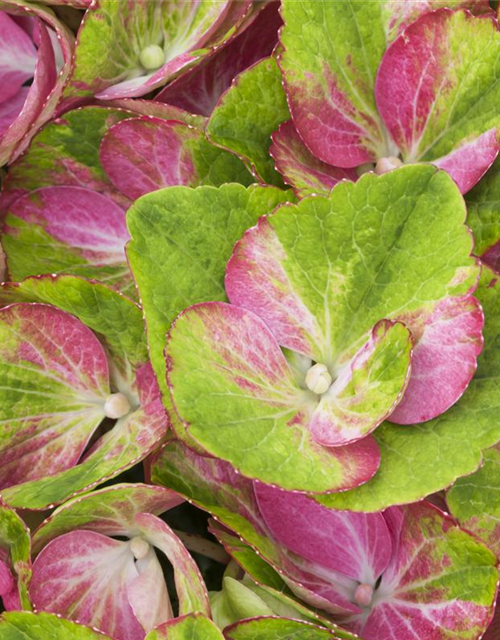 Hydrangea macrophylla 'Magical Greenfire'®