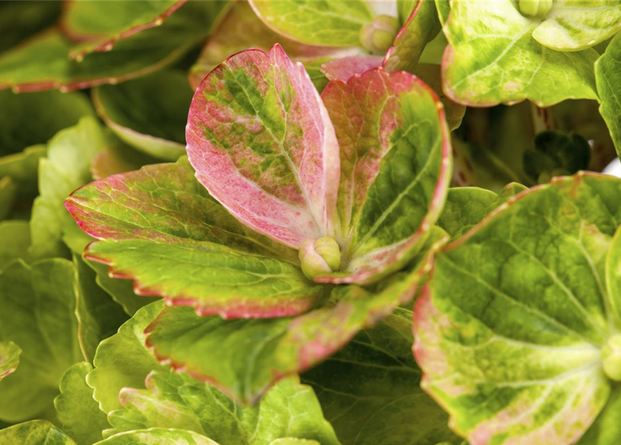 Hydrangea macrophylla 'Magical Greenfire'®