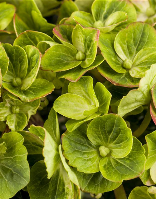 Hydrangea macrophylla 'Magical Greenfire'®