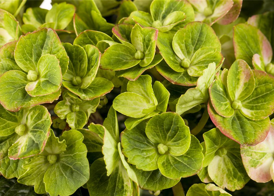 Hydrangea macrophylla 'Magical Greenfire'®