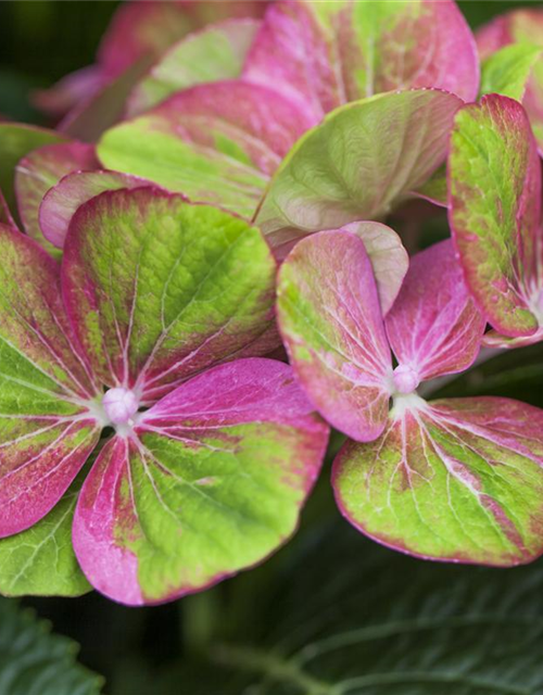 Hydrangea macrophylla 'Magical Greenfire'®