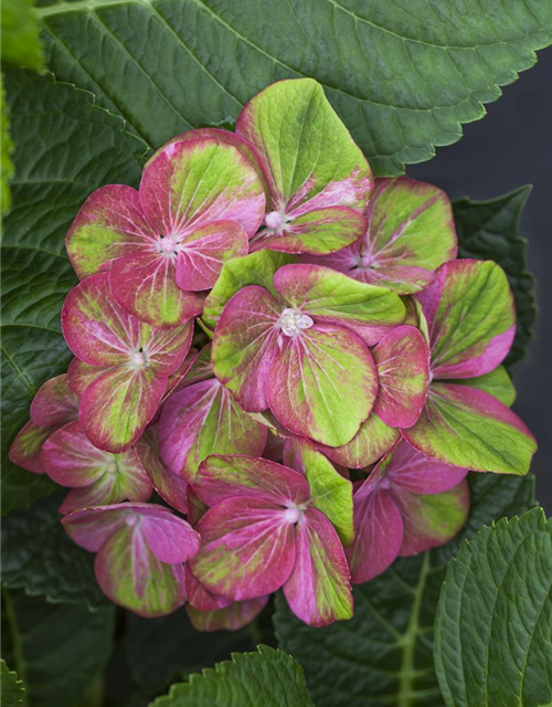 Hydrangea macrophylla 'Magical Greenfire'®