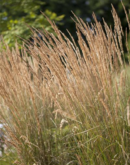 Calamagrostis x acutiflora 'Karl Foerster'