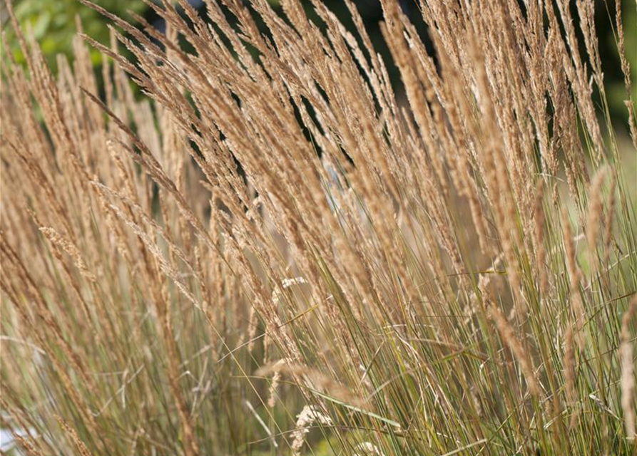 Calamagrostis x acutiflora 'Karl Foerster'