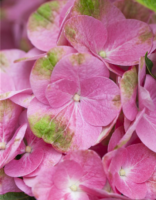 Hydrangea macrophylla 'Magical Greenfire'®