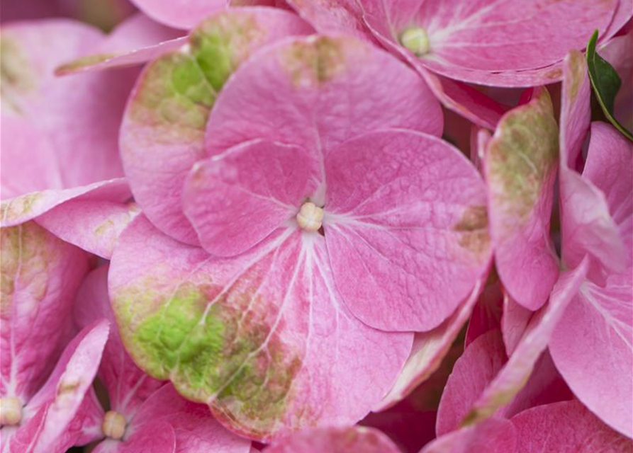 Hydrangea macrophylla 'Magical Greenfire'®