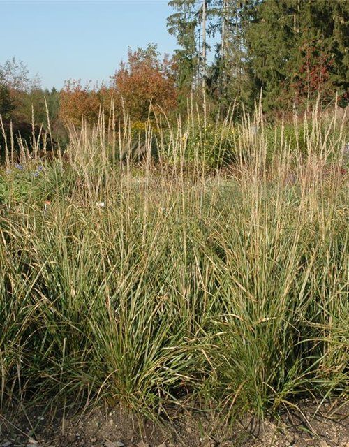 Calamagrostis x acutiflora 'Karl Foerster'