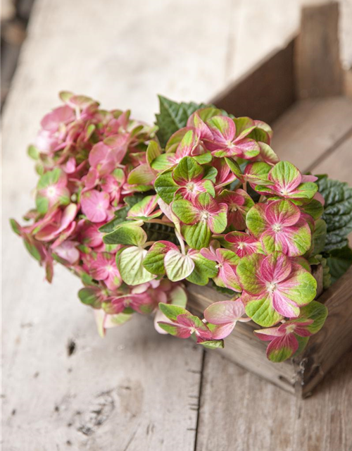 Hydrangea macrophylla 'Magical Greenfire'®