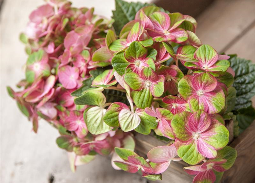 Hydrangea macrophylla 'Magical Greenfire'®