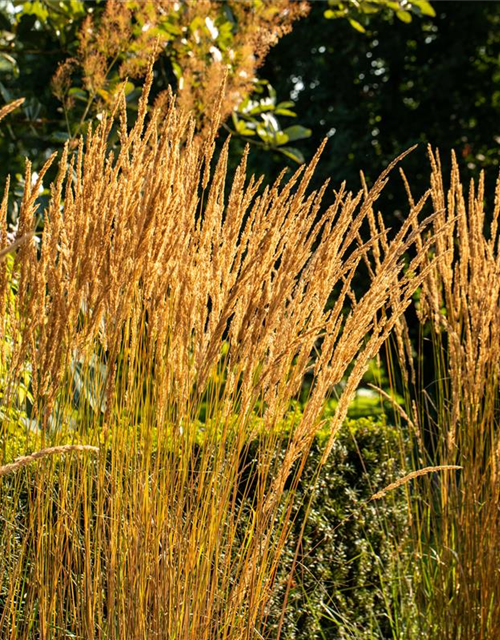 Calamagrostis x acutiflora 'Karl Foerster'