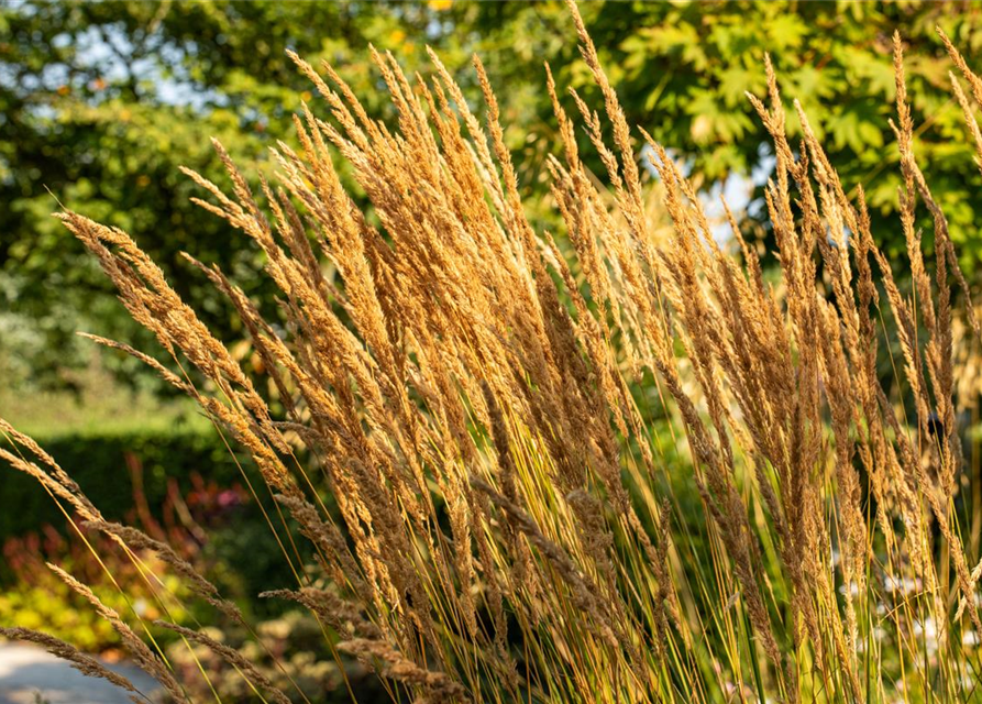 Calamagrostis x acutiflora 'Karl Foerster'