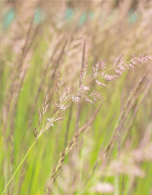 Calamagrostis x acutiflora 'Karl Foerster'