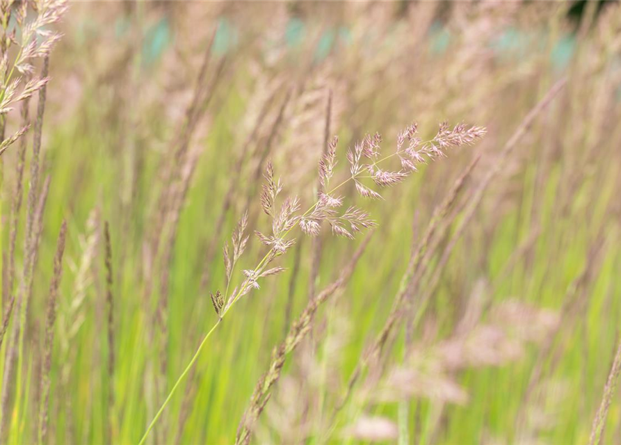 Calamagrostis x acutiflora 'Karl Foerster'