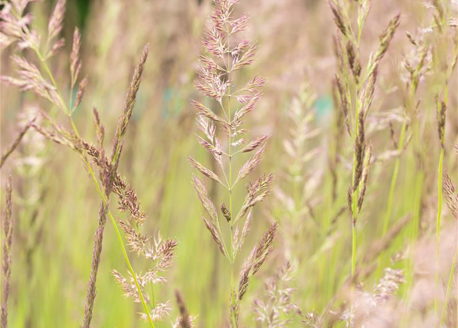 Calamagrostis x acutiflora 'Karl Foerster'