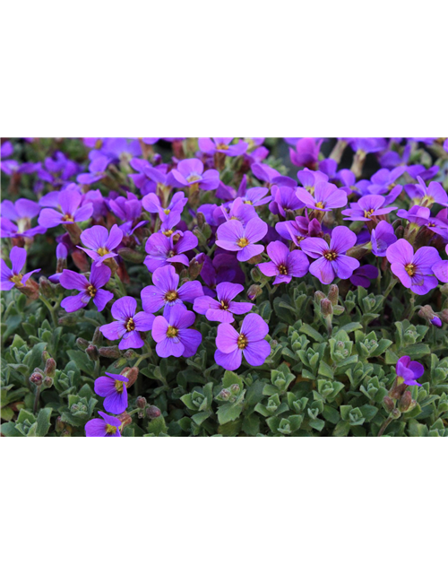 Aubrieta cultorum 'Hamburger Stadtpark'