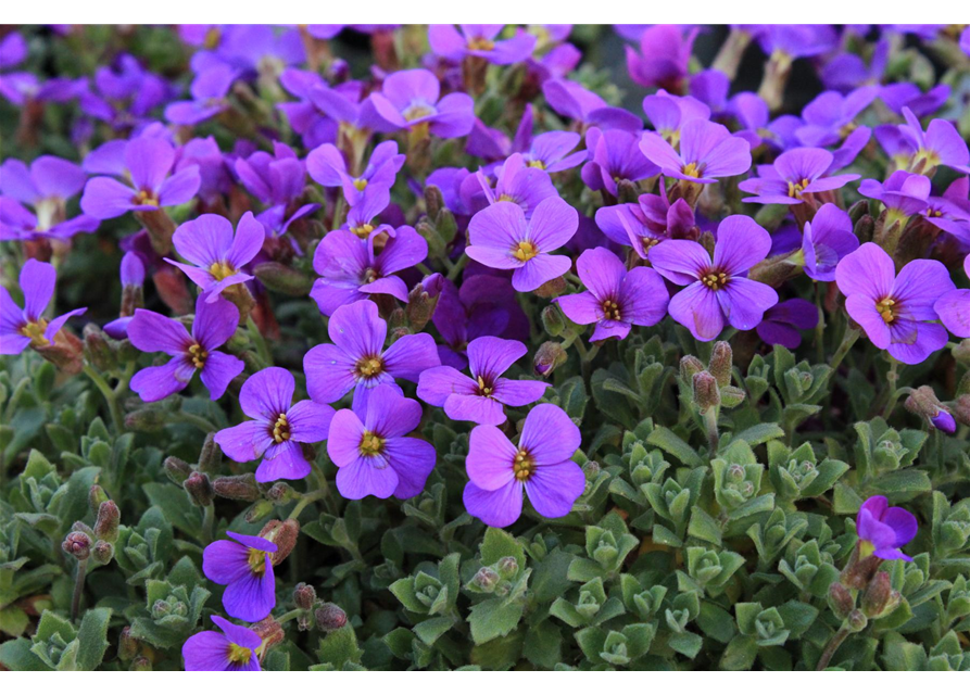 Aubrieta cultorum 'Hamburger Stadtpark'