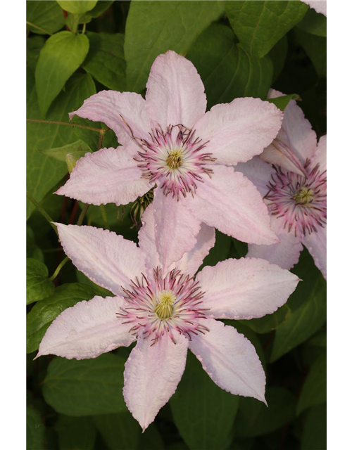 Clematis hybrida 'Pink Fantasy'