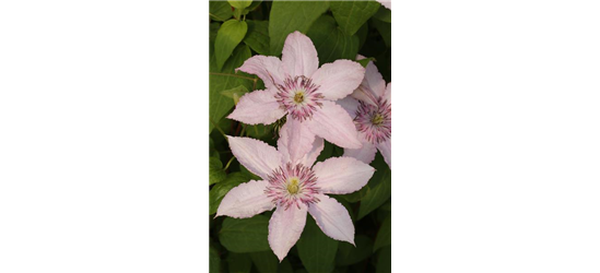 Clematis hybrida 'Pink Fantasy'