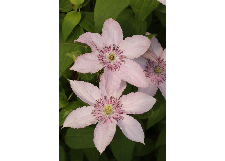 Clematis hybrida 'Pink Fantasy'