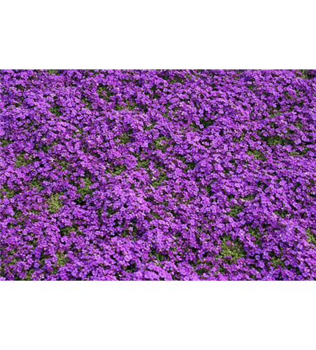 Aubrieta cultorum 'Hamburger Stadtpark'