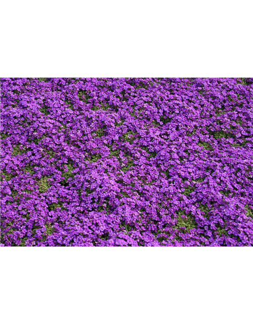 Aubrieta cultorum 'Hamburger Stadtpark'