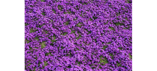 Aubrieta cultorum 'Hamburger Stadtpark'