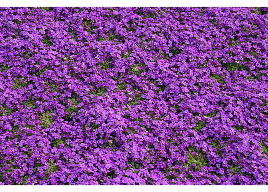 Aubrieta cultorum 'Hamburger Stadtpark'