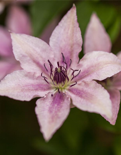 Clematis hybrida 'Pink Fantasy'