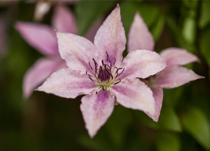 Clematis hybrida 'Pink Fantasy'