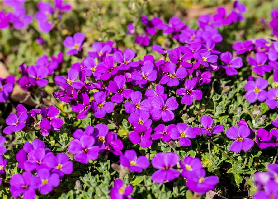 Aubrieta cultorum 'Hamburger Stadtpark'